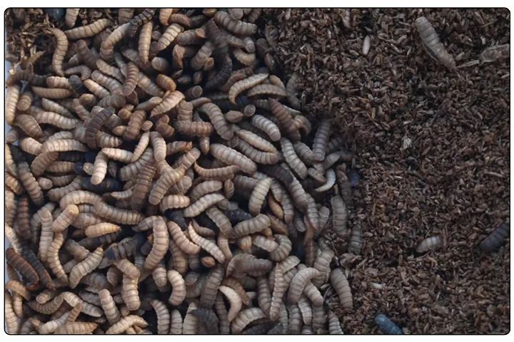 潔匠凈化·的凈工業(yè)除臭劑_黑水虻養(yǎng)殖實(shí)地設(shè)計(jì)除臭方案，工業(yè)除臭劑解決惡臭難題！