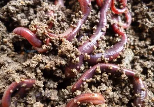 的凈工業(yè)除臭劑高效治理蚯蚓養(yǎng)殖惡臭異味大、牛糞味濃 .png