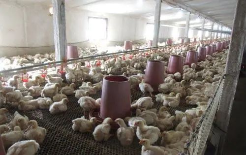 潔匠凈化·的凈工業(yè)除臭劑_養(yǎng)殖場臭氣來源有哪些？