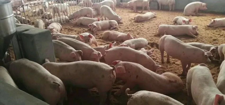 潔匠凈化·的凈工業(yè)除臭劑_養(yǎng)殖場氨氣的危害有哪些？