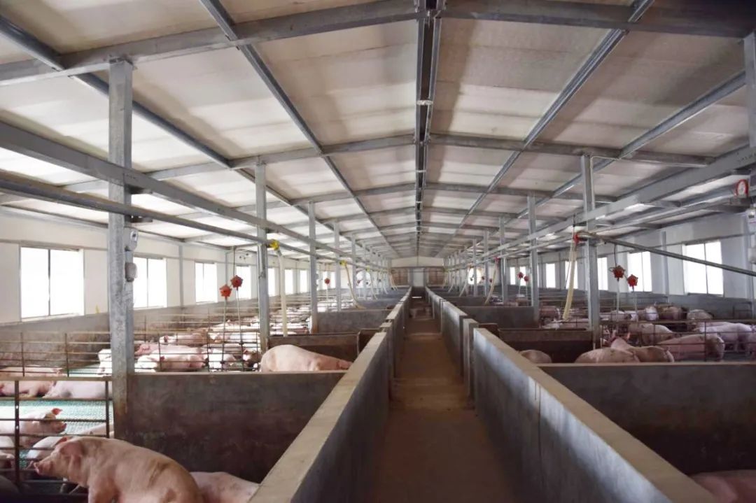 隨著氣溫逐漸升高，不少養(yǎng)豬戶反映，豬舍臭味越發(fā)濃烈。刺鼻的惡臭異味一方面會危害畜禽的健康，降低畜禽的抗病能力，容易導致呼吸道疾??；另外一方面還會影響飼養(yǎng)人員的身心健康，降低人體抵抗力。如何解決？小匠給大家分享6大方法。