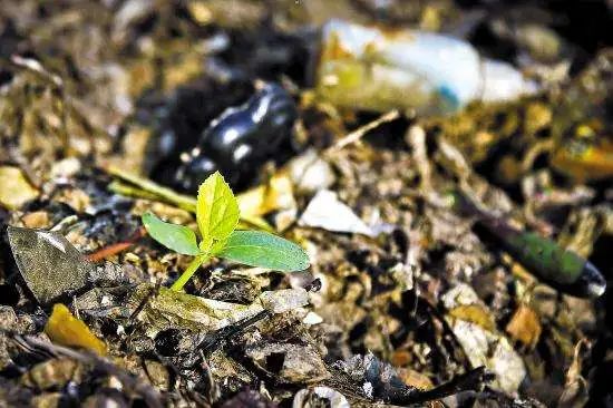 土壤污染工業(yè)廢渣氣味修復(fù)再利用.jpg 土壤污染工業(yè)廢渣氣味修復(fù)再利用.jpg